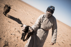 Tiere sterben jung in der Mongolei - dank Areva im Mai 2015