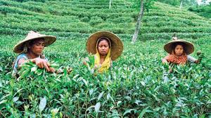 Teepflückerinnen in Kerala - ihr Streik gewinnt historische Dimensionen