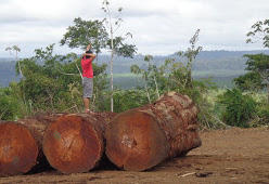 Holzwirtschaft im Amazonas-Gebiet in Brasilien (2015)