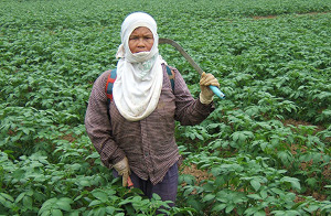 Keine Mindestlohn, kein gar ichts: Landarbeiterin aus burma in Thailand