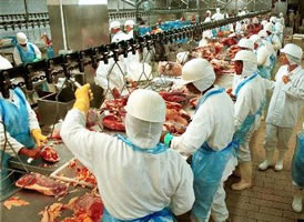 Fleischfabriken in den USA: Tödlich. Nicht nur für Tiere. Foto: IUF