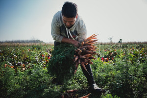 Die Nationalisierung des Agrokonzerns in Argentinien soll auch die alternative Landwirtschaft fördern...