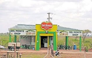 Januar 2022: Über 6.000 ArbeiterInnen von Del Monte Kenia streiken für bessere Arbeitsbedingungen und gegen Entlassung ihrer Gewerkschaftsvertreter