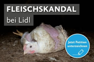 Petition der Albert-Schweizer-Stiftung zum, durch eine Undercover-Recherche aufgedeckten, Fleischskandal bei Lidl