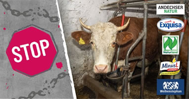 E-Mail-Protest-Aktion von foodwatch: Bekannte Marken beziehen Milch aus tierquälerischer Anbindehaltung: Exquisa, Miree, Weihenstephan, Andechser Natur, Minus L