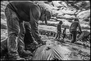 Foto-Reportage von David Bacon: "THE HUMAN COST OF A STRAWBERRY WAGE"