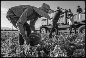The Reality Check from David Bacon: photos from the edge 42 - A NEW SYSTEM OF LABOR THREATENS FARMWORKER POWER